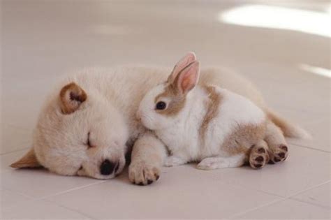 狗跟兔 床 頭 方向